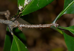 Actephila foetida