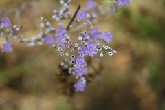 Limonium bungei
