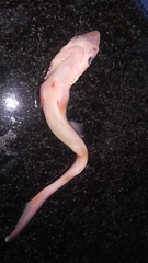 Scoliodon laticaudus