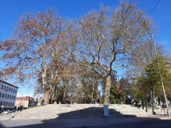 Platanus × hispanica