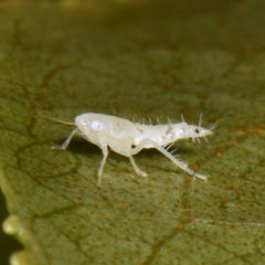 Scaphoideus titanus