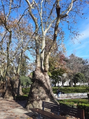 Platanus × hispanica
