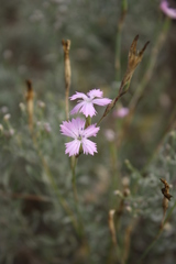 Dianthus carbonatus