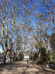 Platanus × hispanica