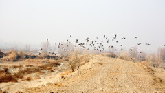 Ciconia ciconia asiatica