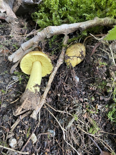Tricholoma frondosae — (c) Enrico Tomschke, some rights reserved (CC BY)
