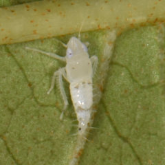 Scaphoideus titanus