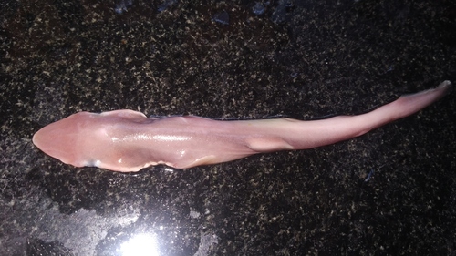 Spadenose shark (Scoliodon laticaudus) — Carcharhinidae — 3