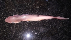 Scoliodon laticaudus