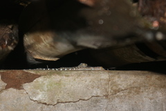 Gekko gecko