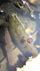 Pseudoferania polylepis