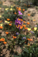 Ixia ramulosa
