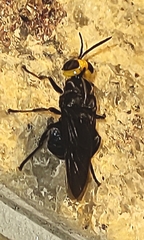 Cyphomyia leucocephala