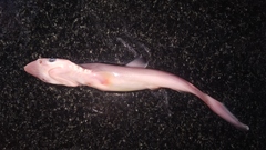 Scoliodon laticaudus