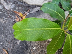 Ficus concinna