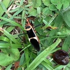 Zelurus circumcinctus