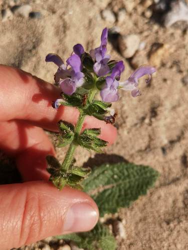Salvia verbenaca iNat (1)