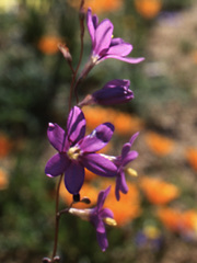 Ixia ramulosa