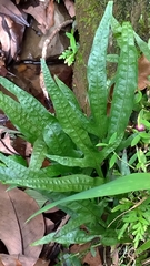 Leptochilus pteropus