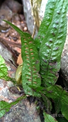 Leptochilus pteropus
