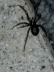 Steatoda