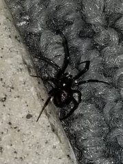 Steatoda