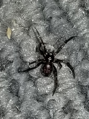 Steatoda