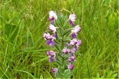 Brachycorythis pubescens