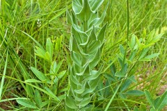 Brachycorythis pubescens