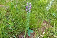 Brachycorythis pubescens