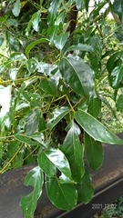 Cinnamomum micranthum