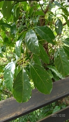 Cinnamomum micranthum