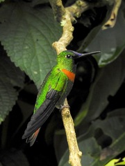 Heliodoxa aurescens