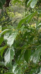 Cinnamomum micranthum