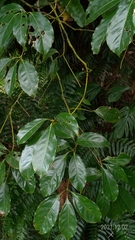 Cinnamomum micranthum