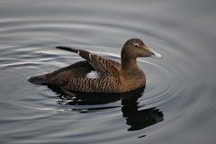 Somateria mollissima