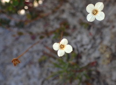 Mitrasacme pilosa stuartii