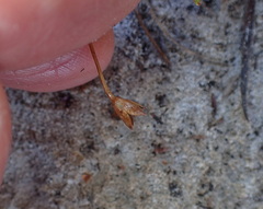 Mitrasacme pilosa stuartii