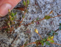 Mitrasacme pilosa stuartii