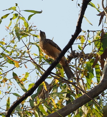 Chlamydera cerviniventris