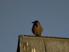 Corvus cornix