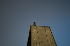 Corvus cornix