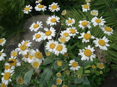 Tanacetum balsamita