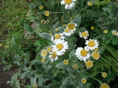 Tanacetum balsamita