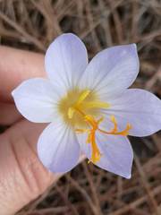 Crocus cancellatus mazziaricus