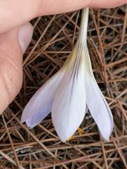 Crocus cancellatus mazziaricus