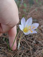 Crocus cancellatus mazziaricus