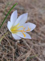 Crocus cancellatus mazziaricus