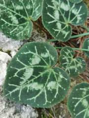 Cyclamen graecum graecum