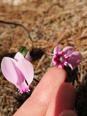 Cyclamen graecum graecum